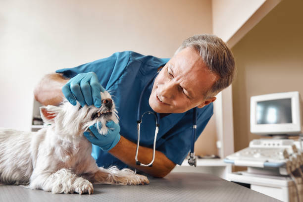 Best Emergency Root Canal Treatment in Oakland, OR